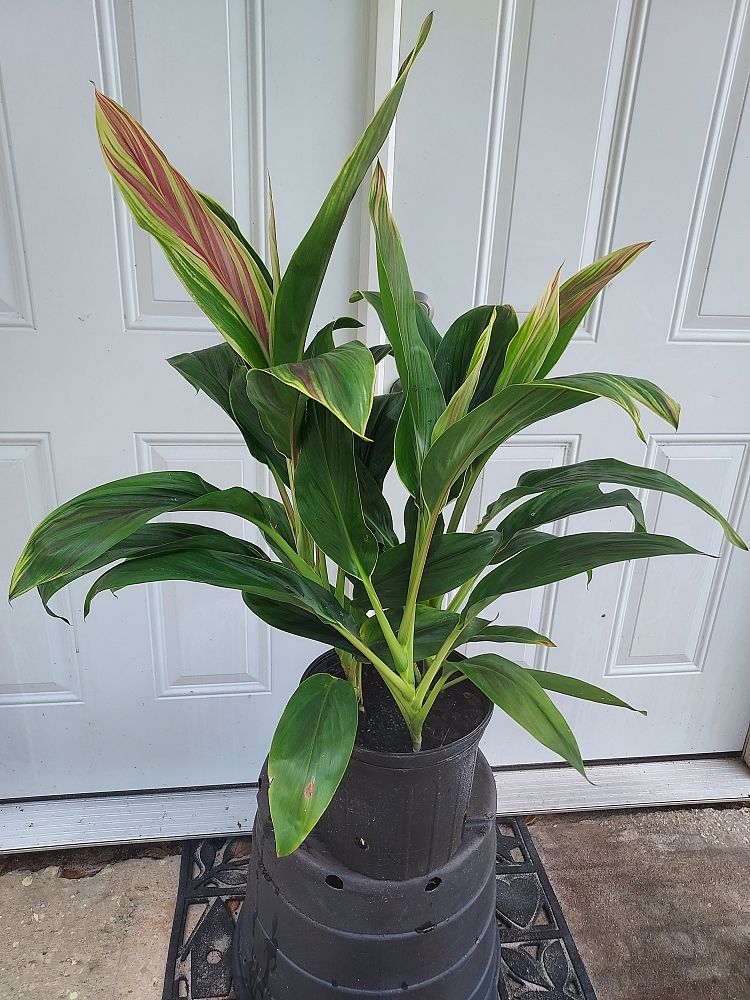 cordyline-fruticosa-exotica-ti-plant-cordyline-terminalis-dracaena-terminalis