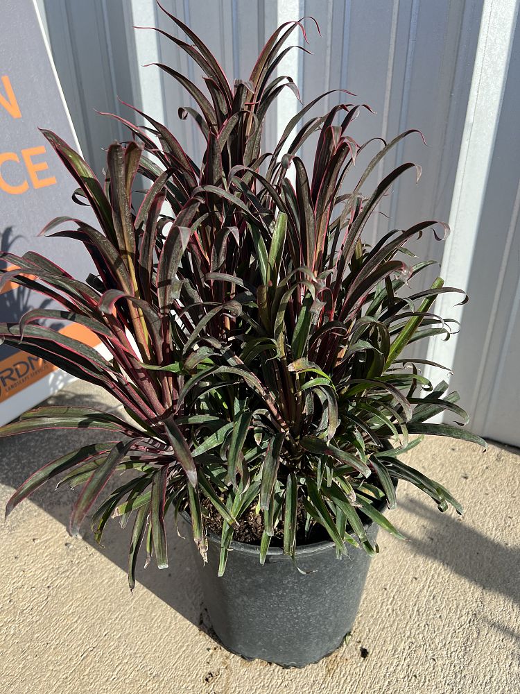 cordyline-fruticosa-fairchild-red-ti-plant-cordyline-terminalis-dracaena-terminalis