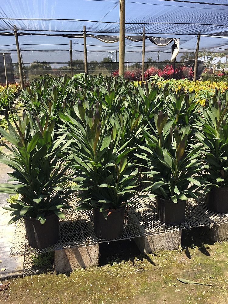 cordyline-fruticosa-glauca-ti-plant-cordyline-terminalis-dracaena-terminalis