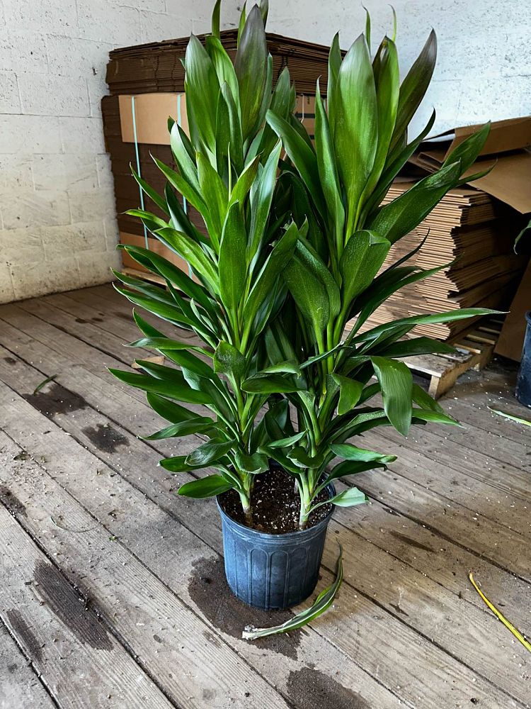 cordyline-fruticosa-glauca-ti-plant-cordyline-terminalis-dracaena-terminalis