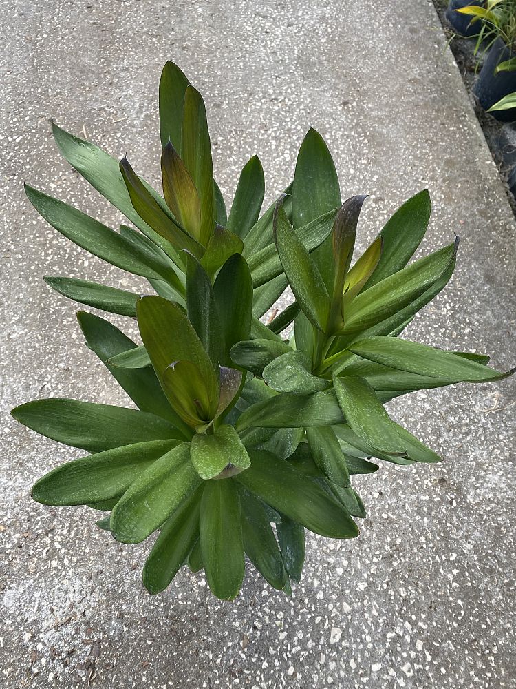 cordyline-fruticosa-glauca-ti-plant-cordyline-terminalis-dracaena-terminalis