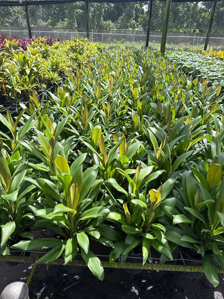 cordyline-fruticosa-glauca-ti-plant-cordyline-terminalis-dracaena-terminalis