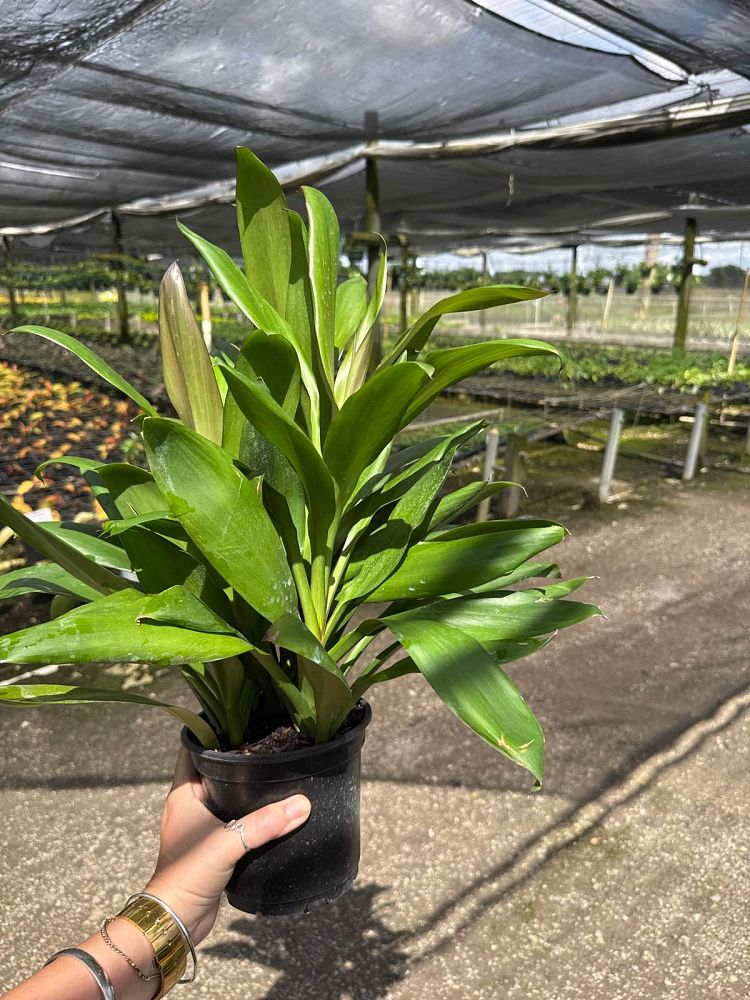 cordyline-fruticosa-glauca-ti-plant-cordyline-terminalis-dracaena-terminalis