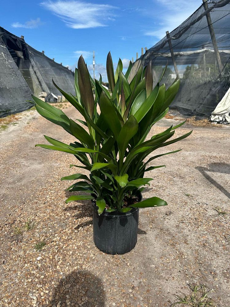 cordyline-fruticosa-glauca-ti-plant-cordyline-terminalis-dracaena-terminalis