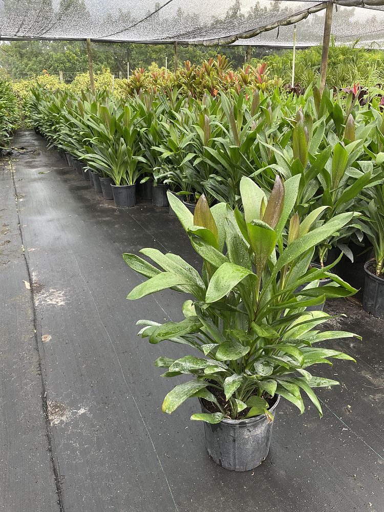 cordyline-fruticosa-glauca-ti-plant-cordyline-terminalis-dracaena-terminalis