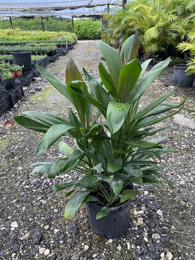 cordyline-fruticosa-glauca-ti-plant-cordyline-terminalis-dracaena-terminalis