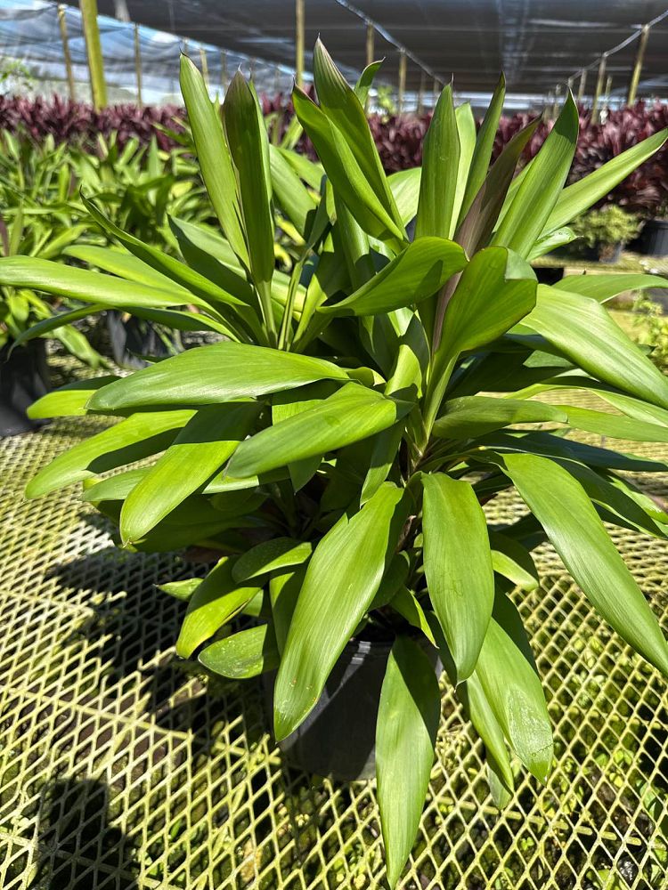 cordyline-fruticosa-glauca-ti-plant-cordyline-terminalis-dracaena-terminalis