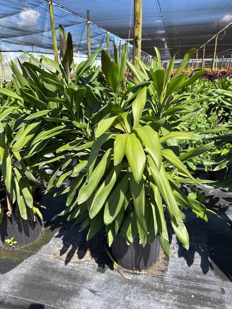 cordyline-fruticosa-glauca-ti-plant-cordyline-terminalis-dracaena-terminalis