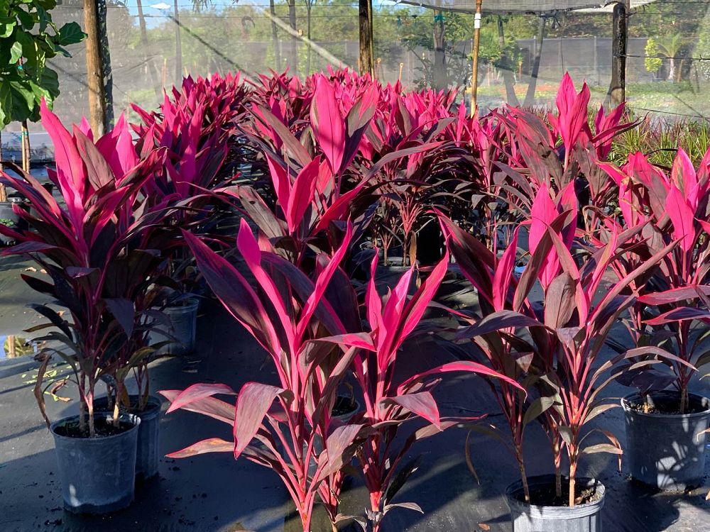 cordyline-fruticosa-gold-edge-red-sister-ti-plant-cordyline-terminalis-dracaena-terminalis