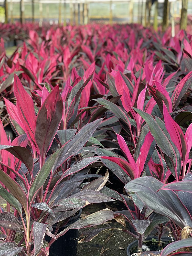 cordyline-fruticosa-gold-edge-red-sister-ti-plant-cordyline-terminalis-dracaena-terminalis