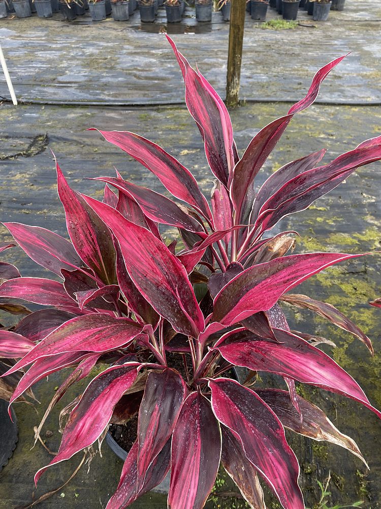 cordyline-fruticosa-gold-edge-red-sister-ti-plant-cordyline-terminalis-dracaena-terminalis