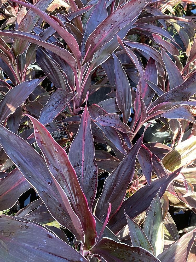 cordyline-fruticosa-gold-edge-red-sister-ti-plant-cordyline-terminalis-dracaena-terminalis