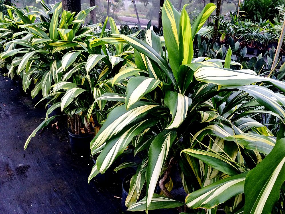 cordyline-fruticosa-golden-stripe-ti-plant-cordyline-terminalis-dracaena-terminalis