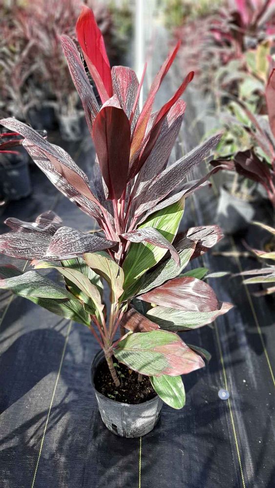cordyline-fruticosa-harlequin-ti-plant-cordyline-terminalis-dracaena-terminalis