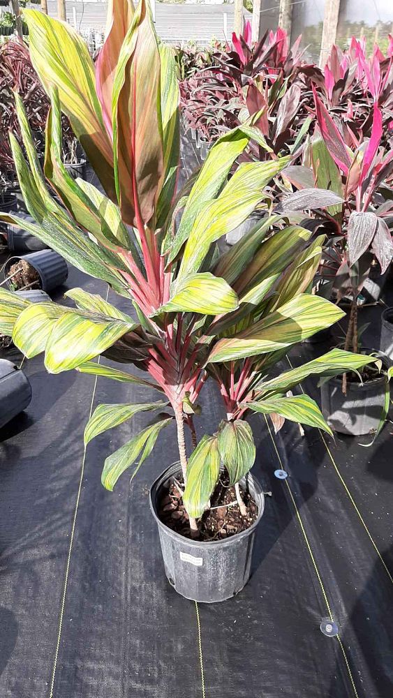 cordyline-fruticosa-harlequin-ti-plant-cordyline-terminalis-dracaena-terminalis