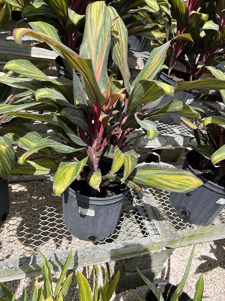 cordyline-fruticosa-harlequin-ti-plant-cordyline-terminalis-dracaena-terminalis