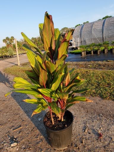 cordyline-fruticosa-harlequin-ti-plant-cordyline-terminalis-dracaena-terminalis