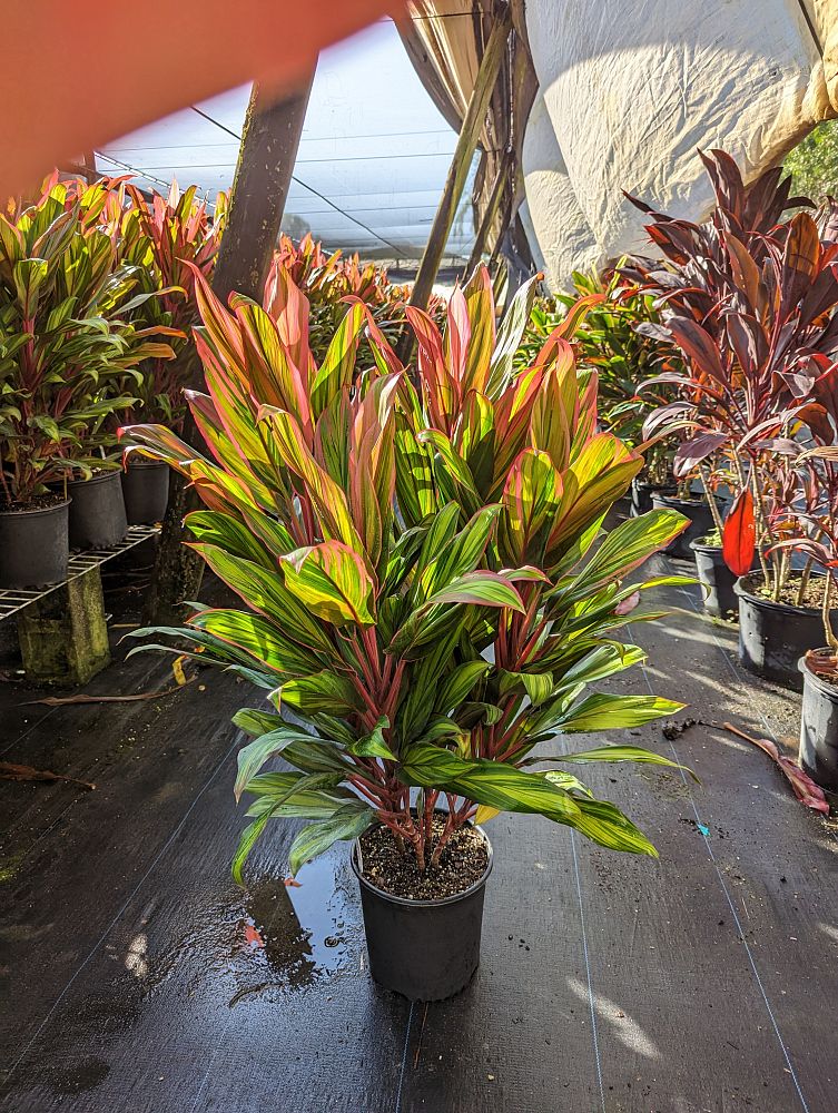 cordyline-fruticosa-harlequin-ti-plant-cordyline-terminalis-dracaena-terminalis