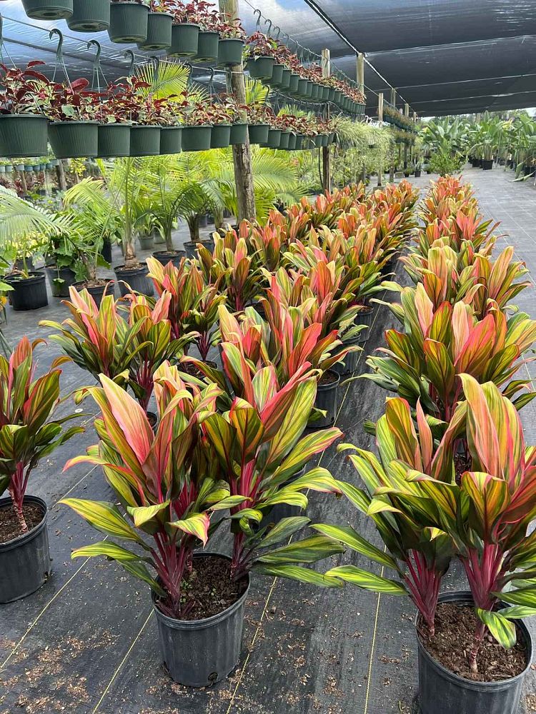 cordyline-fruticosa-harlequin-ti-plant-cordyline-terminalis-dracaena-terminalis