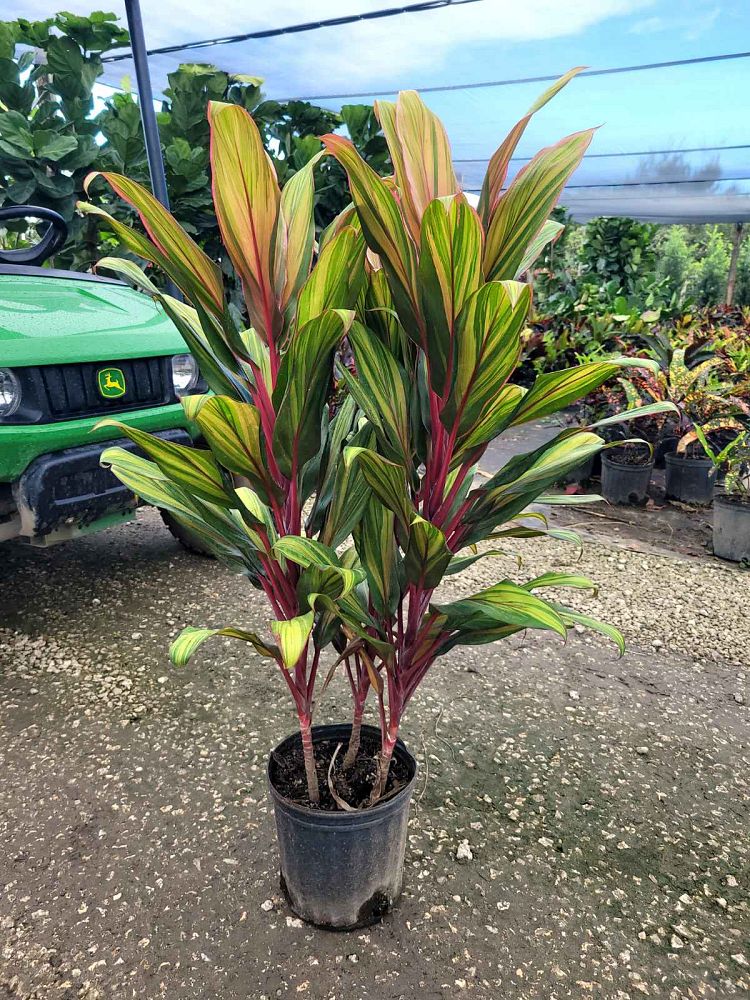 cordyline-fruticosa-harlequin-ti-plant-cordyline-terminalis-dracaena-terminalis