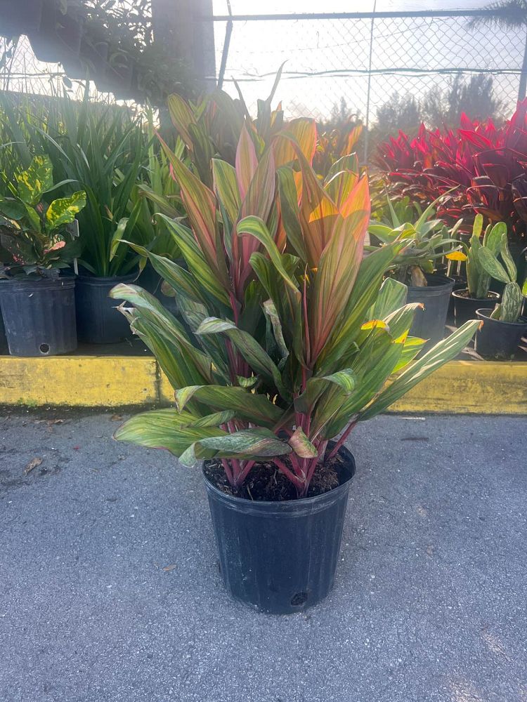 cordyline-fruticosa-harlequin-ti-plant-cordyline-terminalis-dracaena-terminalis