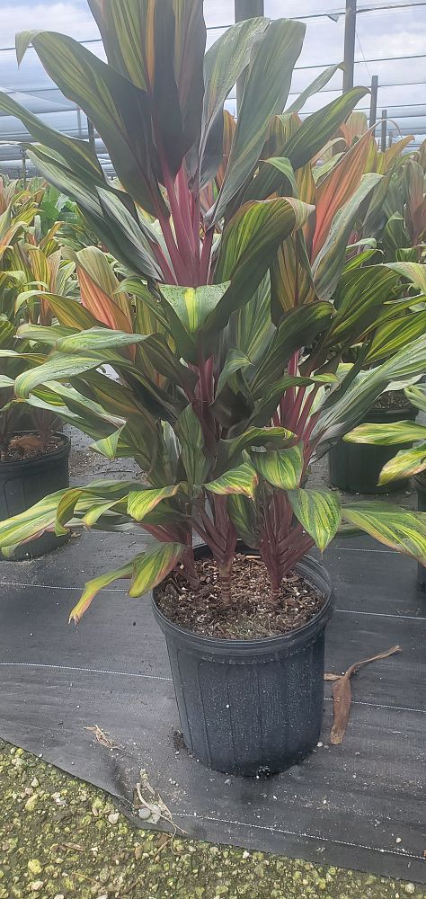 cordyline-fruticosa-harlequin-ti-plant-cordyline-terminalis-dracaena-terminalis