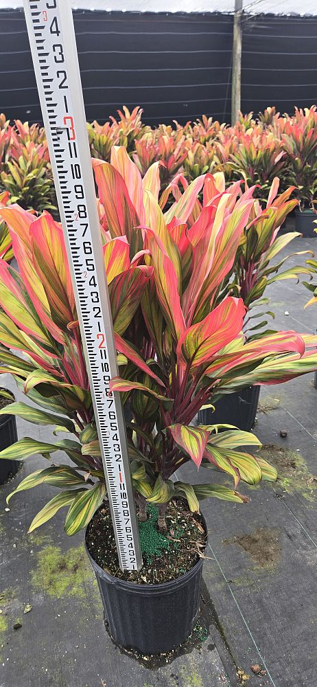 cordyline-fruticosa-harlequin-ti-plant-cordyline-terminalis-dracaena-terminalis