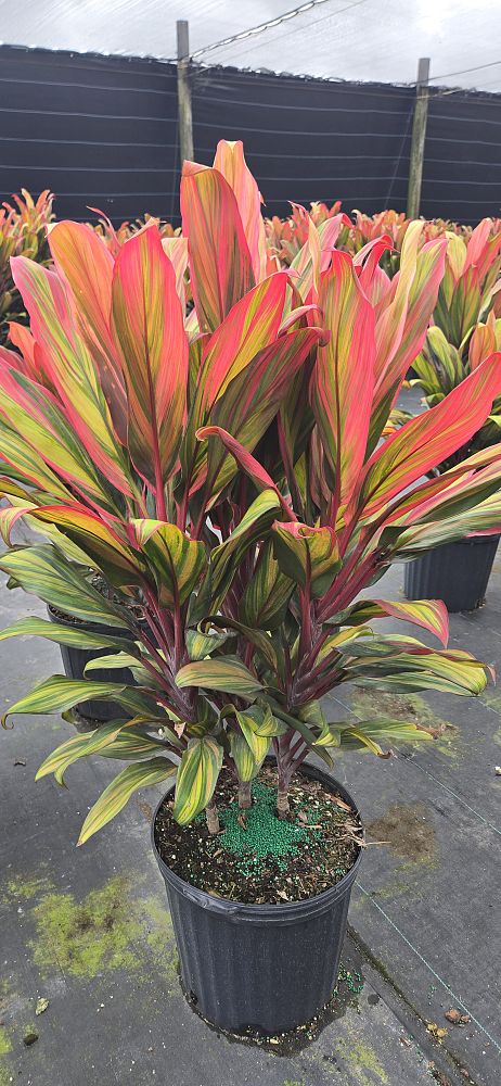 cordyline-fruticosa-harlequin-ti-plant-cordyline-terminalis-dracaena-terminalis