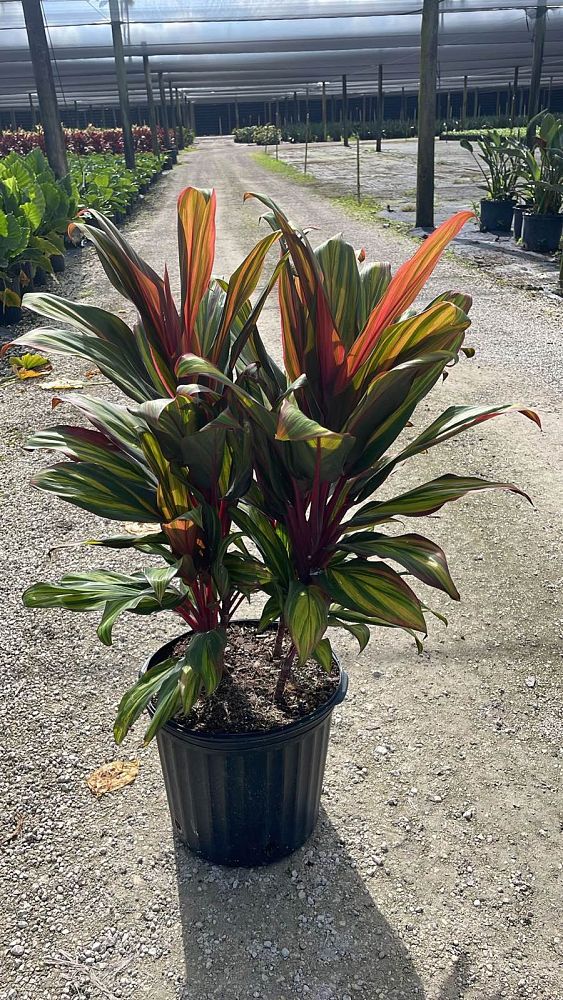 cordyline-fruticosa-harlequin-ti-plant-cordyline-terminalis-dracaena-terminalis