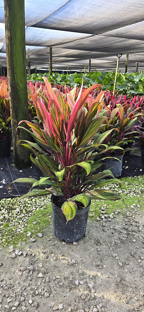 cordyline-fruticosa-harlequin-ti-plant-cordyline-terminalis-dracaena-terminalis