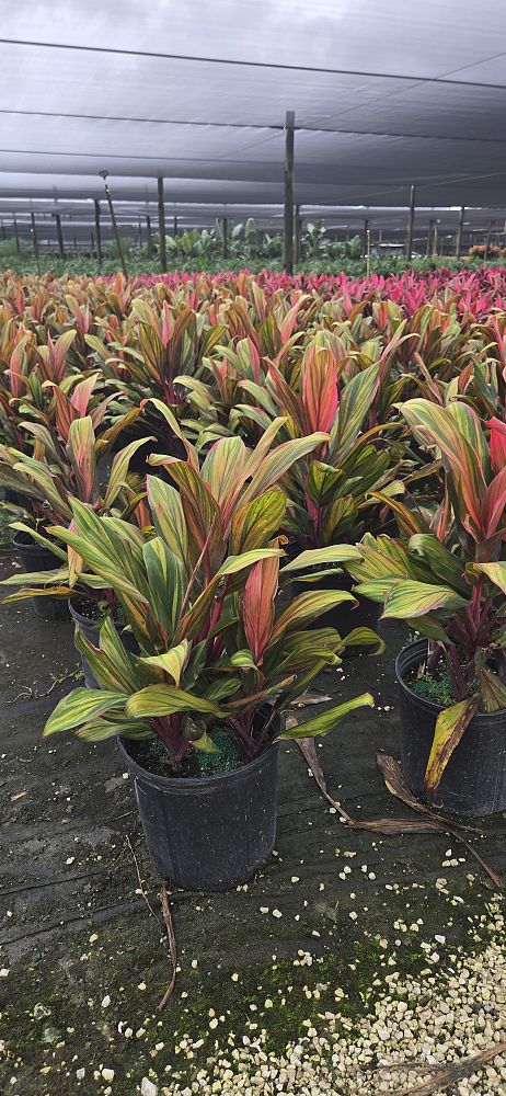 cordyline-fruticosa-harlequin-ti-plant-cordyline-terminalis-dracaena-terminalis
