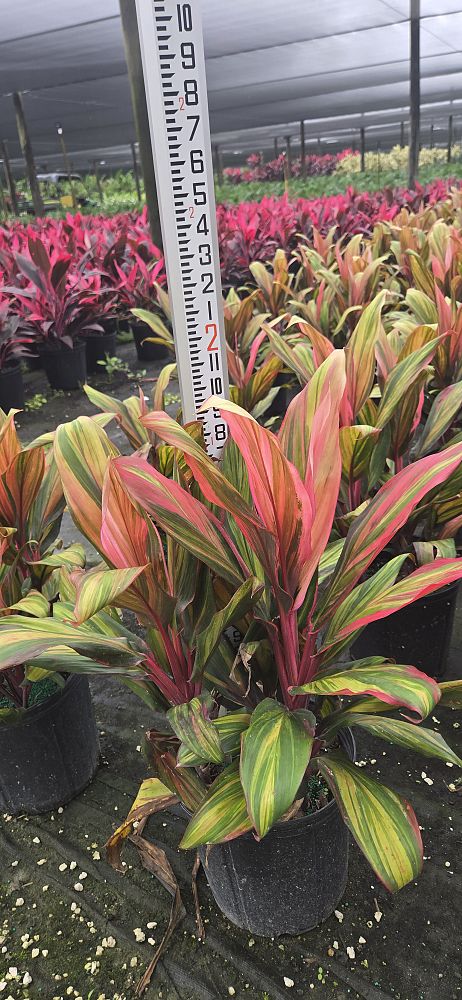 cordyline-fruticosa-harlequin-ti-plant-cordyline-terminalis-dracaena-terminalis
