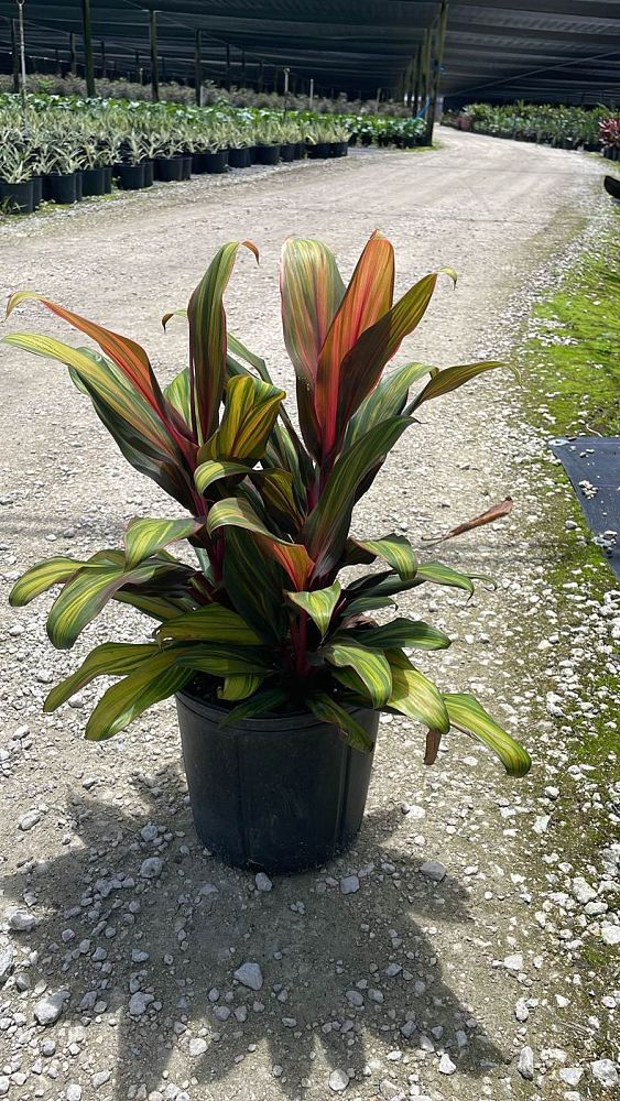 cordyline-fruticosa-harlequin-ti-plant-cordyline-terminalis-dracaena-terminalis