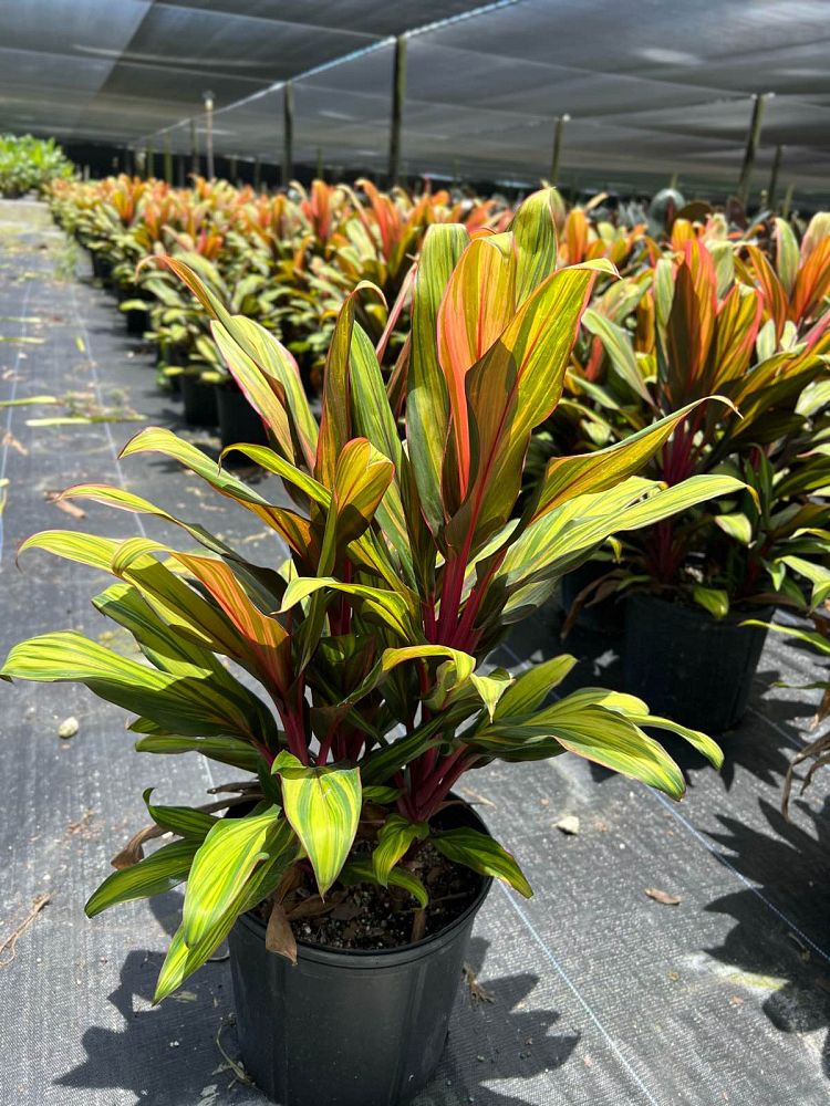 cordyline-fruticosa-harlequin-ti-plant-cordyline-terminalis-dracaena-terminalis