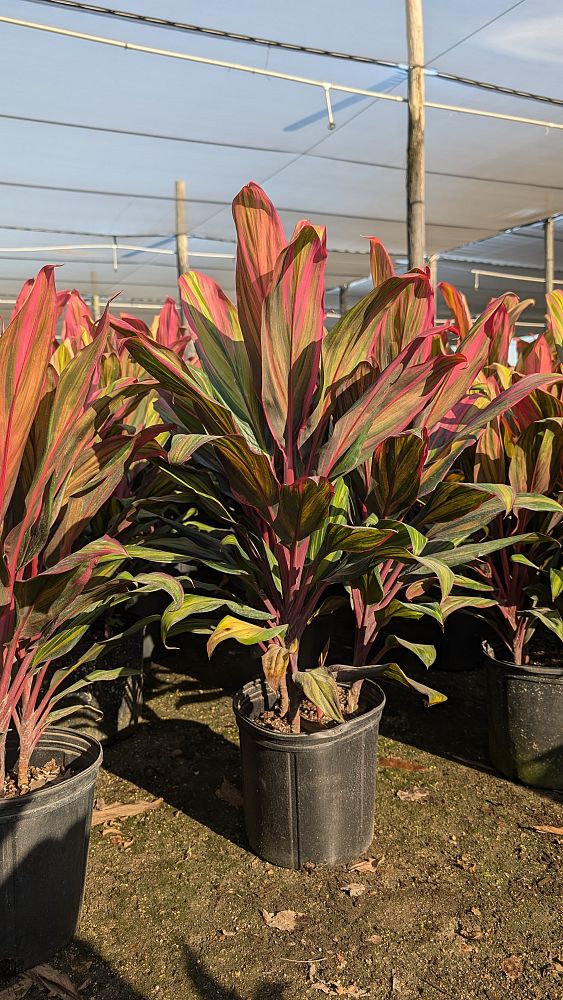 cordyline-fruticosa-harlequin-ti-plant-cordyline-terminalis-dracaena-terminalis