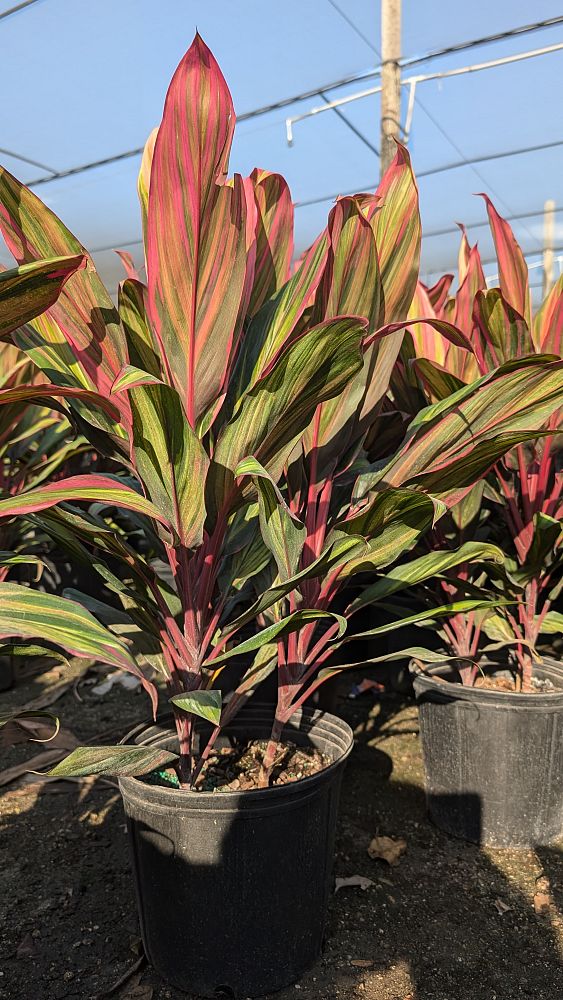 cordyline-fruticosa-harlequin-ti-plant-cordyline-terminalis-dracaena-terminalis