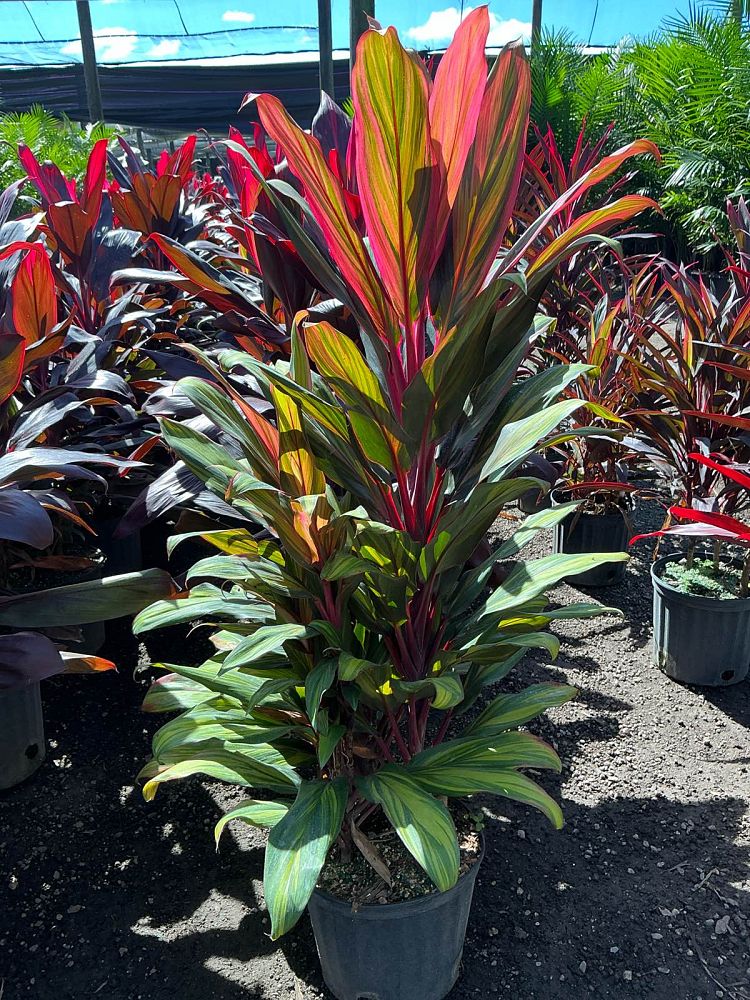 cordyline-fruticosa-harlequin-ti-plant-cordyline-terminalis-dracaena-terminalis
