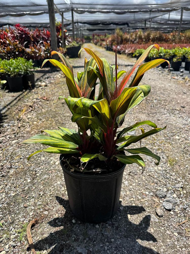 cordyline-fruticosa-harlequin-ti-plant-cordyline-terminalis-dracaena-terminalis