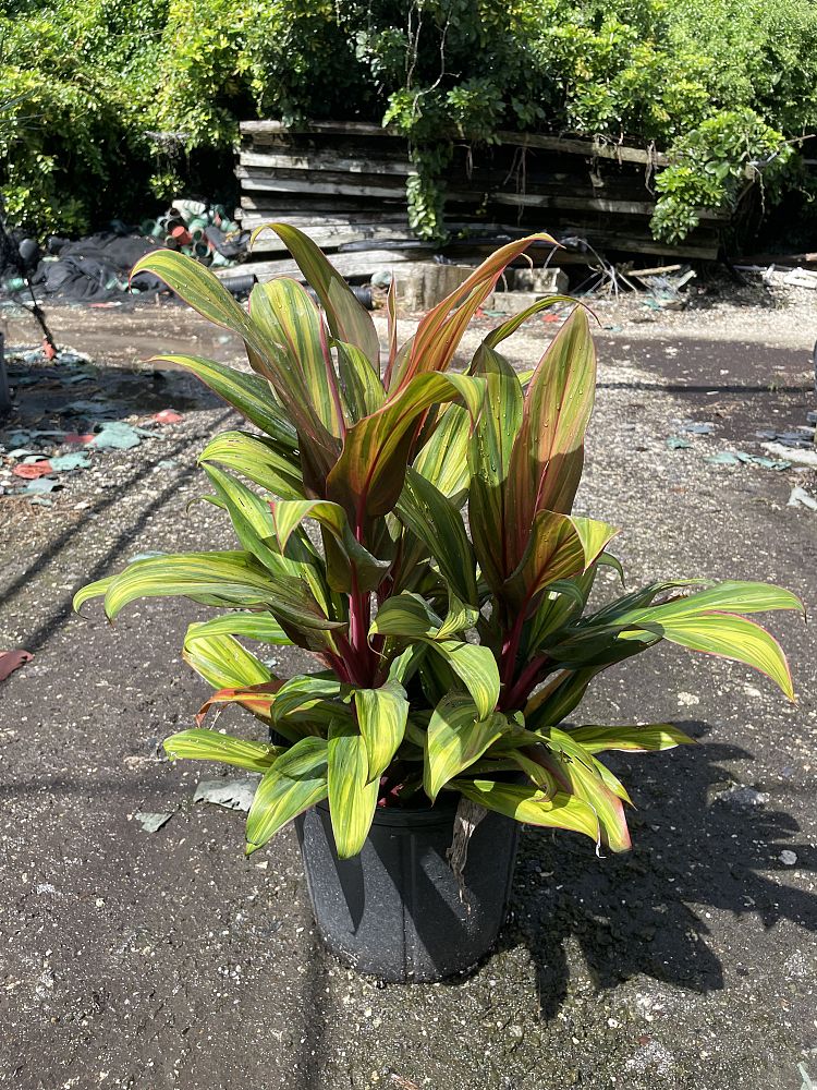 cordyline-fruticosa-harlequin-ti-plant-cordyline-terminalis-dracaena-terminalis