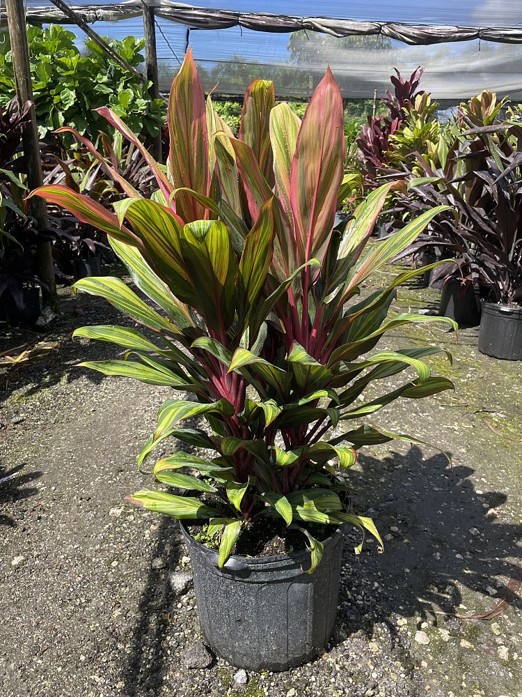 cordyline-fruticosa-harlequin-ti-plant-cordyline-terminalis-dracaena-terminalis