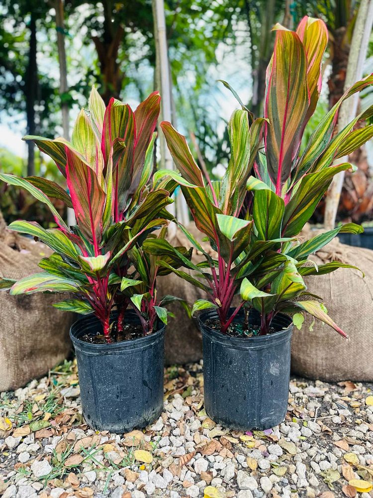 cordyline-fruticosa-harlequin-ti-plant-cordyline-terminalis-dracaena-terminalis