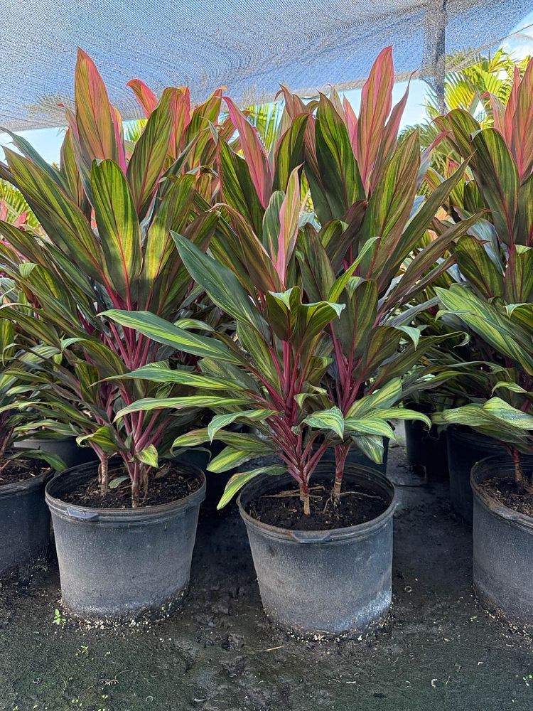 cordyline-fruticosa-harlequin-ti-plant-cordyline-terminalis-dracaena-terminalis