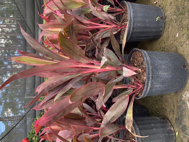 cordyline-fruticosa-hawaiian-compacta-ti-plant-cordyline-terminalis-dracaena-terminalis