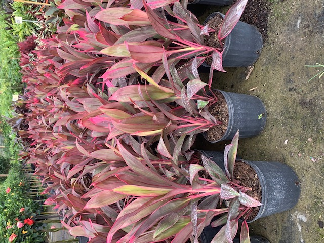 cordyline-fruticosa-hawaiian-compacta-ti-plant-cordyline-terminalis-dracaena-terminalis