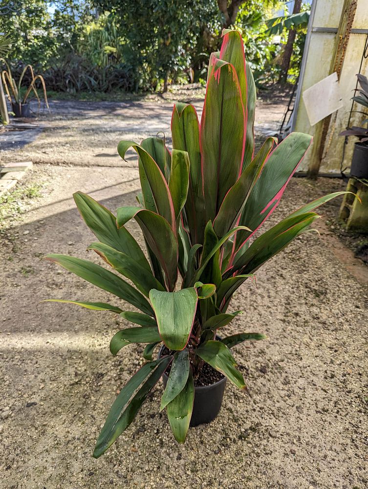 cordyline-fruticosa-hilo-rainbow-good-luck-plant-ti-plant-hawaiian-ti-plant