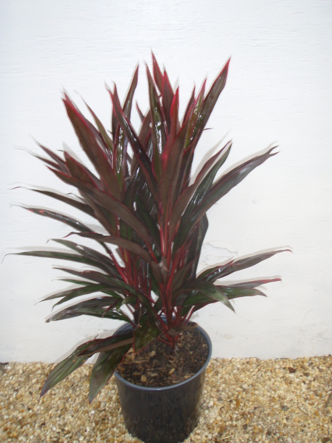cordyline-fruticosa-hot-pepper-ti-plant-cordyline-terminalis-dracaena-terminalis