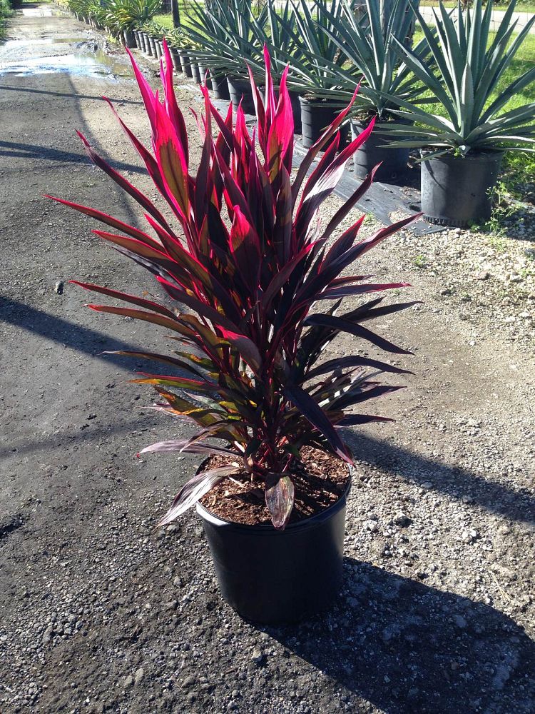 cordyline-fruticosa-hot-pepper-ti-plant-cordyline-terminalis-dracaena-terminalis