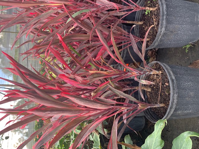 cordyline-fruticosa-hot-pepper-ti-plant-cordyline-terminalis-dracaena-terminalis