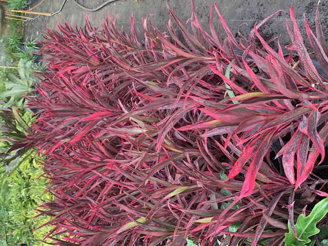 cordyline-fruticosa-hot-pepper-ti-plant-cordyline-terminalis-dracaena-terminalis