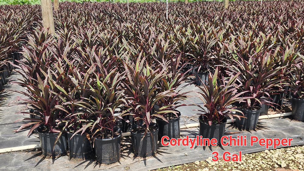 cordyline-fruticosa-hot-pepper-ti-plant-cordyline-terminalis-dracaena-terminalis